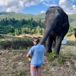 Chiang Mai: Rice Cultivation, Thai Cooking and Elephants