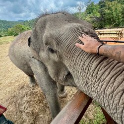 Chiang Mai: Elephants, Rice Cultivation, Thai Cooking, Sleep