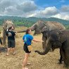 Chiang Mai: Elephants, Rice Cultivation, Thai Cooking, Sleep