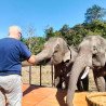 Interagir avec les éléphants à Chiang Mai | Circuits éthiques et respectueux de l'environnement