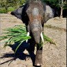 Half-day morning experience whit Elephants