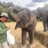 Interagir avec les éléphants à Chiang Mai | Circuits éthiques et respectueux de l'environnement