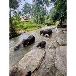 Full Day Elephants