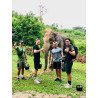 Full Day Elephants