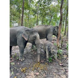 Full Day Elephants