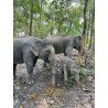 Full Day Elephants