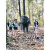 Éléphants + Doi Inthanon