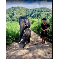 Tours éticos y ecológicos | interactuar con elefantes en Chiang Mai