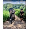 Tours éticos y ecológicos | interactuar con elefantes en Chiang Mai