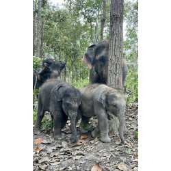 Interact with Elephants in Chiang Mai | Ethical & Eco-Friendly Tours