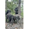 Interact with Elephants in Chiang Mai | Ethical & Eco-Friendly Tours