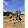 Tours éticos y ecológicos | interactuar con elefantes en Chiang Mai