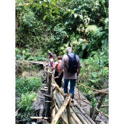 Interact with Elephants in Chiang Mai | Ethical & Eco-Friendly Tours
