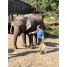 Interact with Elephants in Chiang Mai | Ethical & Eco-Friendly Tours