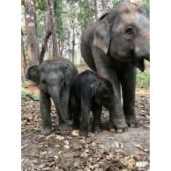 Tours éticos y ecológicos | interactuar con elefantes en Chiang Mai