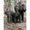 Tours éticos y ecológicos | interactuar con elefantes en Chiang Mai