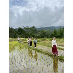 Interact with Elephants in Chiang Mai | Ethical & Eco-Friendly Tours
