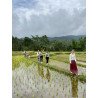 Tours éticos y ecológicos | interactuar con elefantes en Chiang Mai