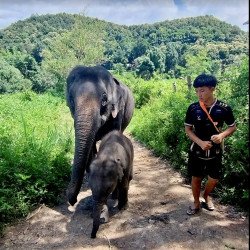 Tours éticos y ecológicos | interactuar con elefantes en Chiang Mai
