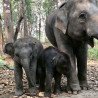 Tours éticos y ecológicos | interactuar con elefantes en Chiang Mai