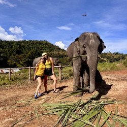 1 Día Elefantes + Doi Inthanon