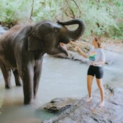 Demi-Journée Éléphants