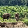 Demi-Journée Éléphants