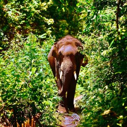 Demi-Journée après-midi Éléphants